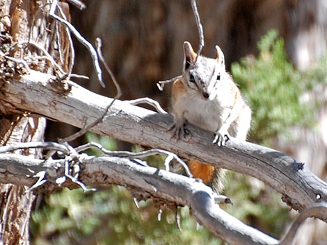 Panamint Chipmunk (Neotamias panamintinus)