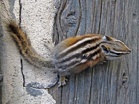 Colorado Chipmunk (Neotamias quadrivittatus)