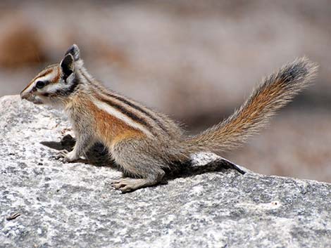 Lodgepole Chipmunk (Neotamias speciosus)