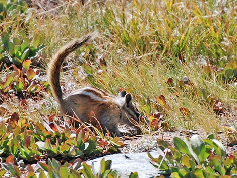 Lodgepole Chipmunk (Neotamias speciosus)