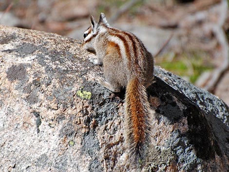 Lodgepole Chipmunk (Neotamias speciosus)