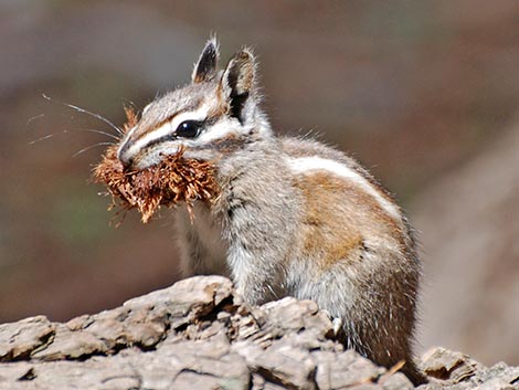 Lodgepole Chipmunk (Neotamias speciosus)