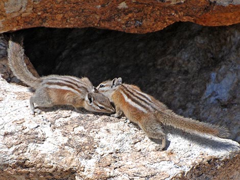 Uinta Chipmunk (Neotamias umbrinus)