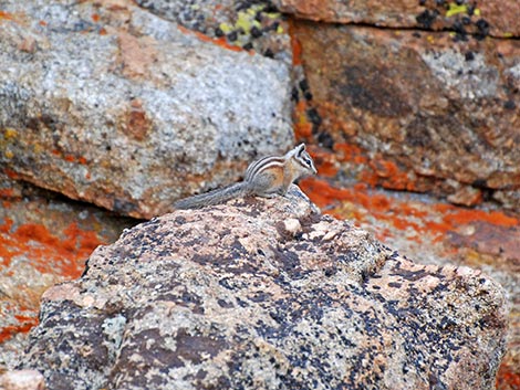 Uinta Chipmunk (Neotamias umbrinus)