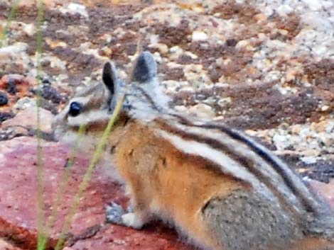 Uinta Chipmunk (Neotamias umbrinus)