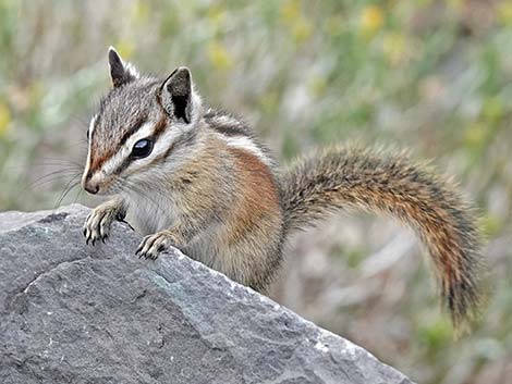 Uinta Chipmunk (Neotamias umbrinus)