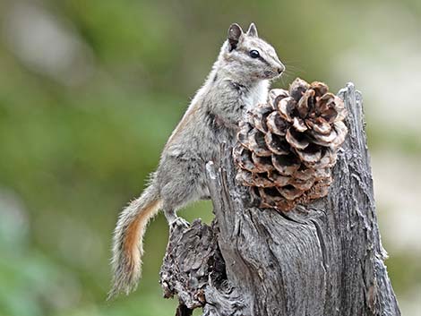 Uinta Chipmunk (Neotamias umbrinus)