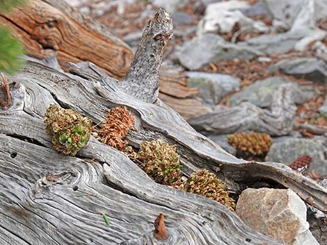 Uinta Chipmunk (Neotamias umbrinus)