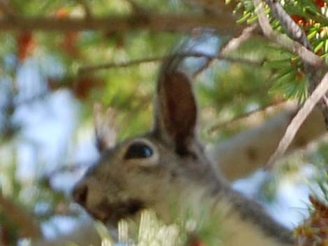 Abert's Squirrel (Sciurus aberti)