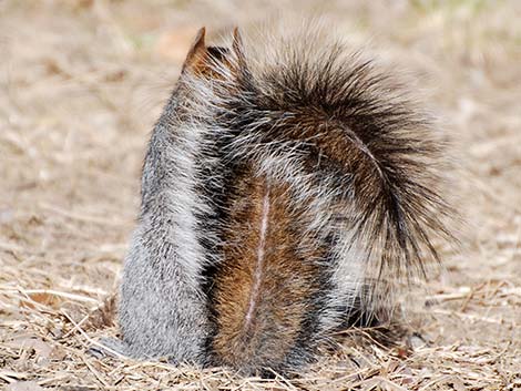 Arizona Gray Squirrel (Sciurus arizonensis)