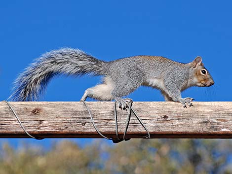 Arizona Gray Squirrel (Sciurus arizonensis)