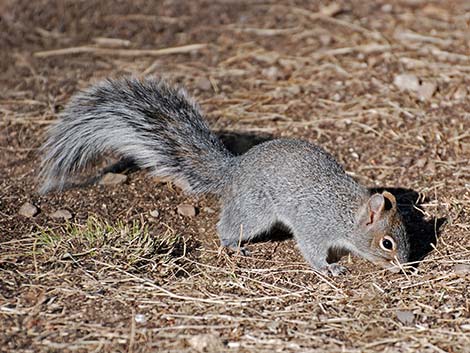 Arizona Gray Squirrel (Sciurus arizonensis)