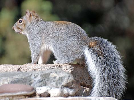 Arizona Gray Squirrel (Sciurus arizonensis)