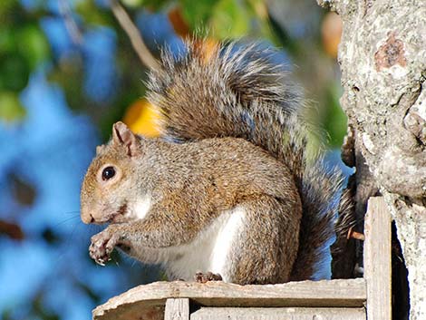 Eastern Gray Squirrel (Sciurus carolinensis)