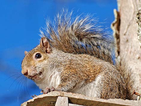 Eastern Gray Squirrel (Sciurus carolinensis)