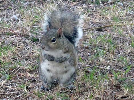 Eastern Gray Squirrel (Sciurus carolinensis)