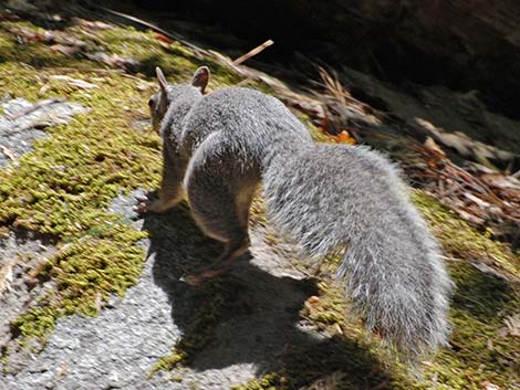 Western Gray Squirrel (Sciurus griseus)