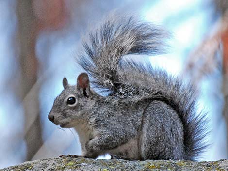 Western Gray Squirrel (Sciurus griseus)