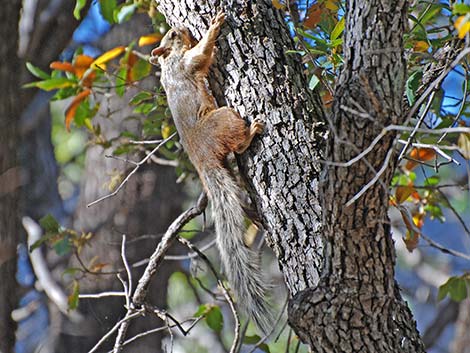 Mexican Fox Squirrel (Sciurus nayaritensis)