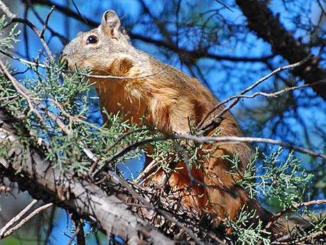 Mexican Fox Squirrel (Sciurus nayaritensis)