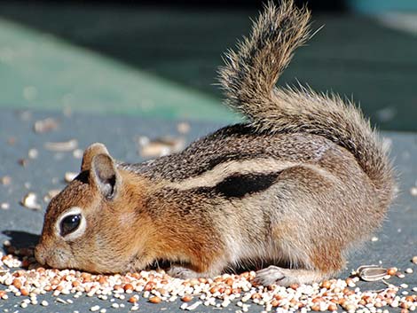 Golden-mantled Ground Squirrel (Callospermophilus lateralis)