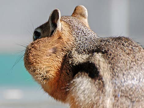 Golden-mantled Ground Squirrel (Callospermophilus lateralis)