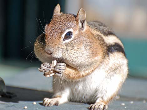 Golden-mantled Ground Squirrel (Callospermophilus lateralis)