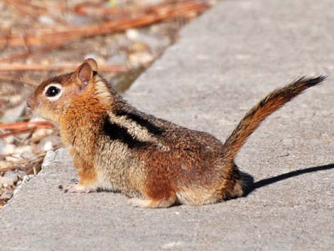 Golden-mantled Ground Squirrel (Callospermophilus lateralis)