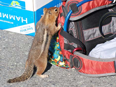 Golden-mantled Ground Squirrel (Callospermophilus lateralis)