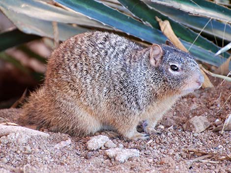 Rock Squirrel (Otospermophilus variegatus)