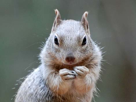 Rock Squirrel (Otospermophilus variegatus)