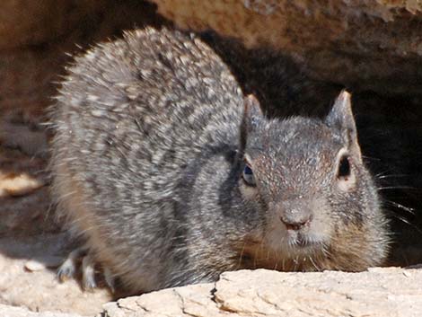 Rock Squirrel (Otospermophilus variegatus)