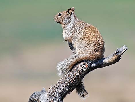 Rock Squirrel (Otospermophilus variegatus)