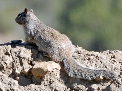 Rock Squirrel (Otospermophilus variegatus)