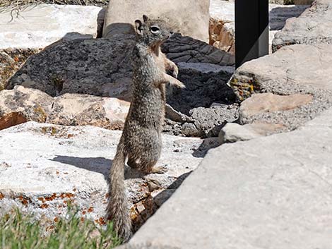 Rock Squirrel (Otospermophilus variegatus)