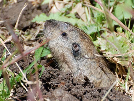 Valley Pocket Gopher (Thomomys bottae)