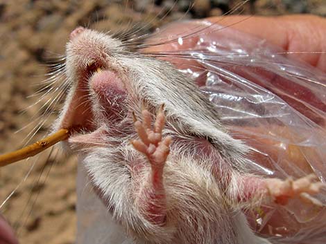 Long-tailed Pocket Mouse (Chaetodipus formosus)