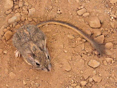 Long-tailed Pocket Mouse (Chaetodipus formosus)