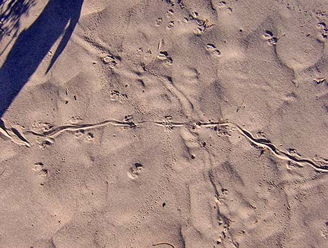 Merriam's Kangaroo Rat (Dipodomys merriami)