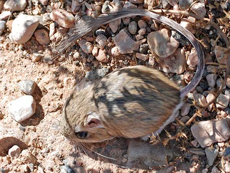 Merriam's Kangaroo Rat (Dipodomys merriami)