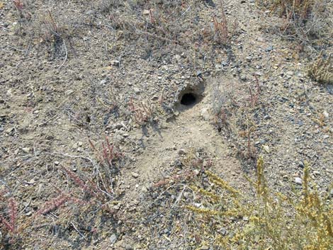 Merriam's Kangaroo Rat (Dipodomys merriami)