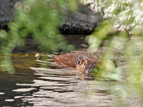 American Beaver (Castor canadensis)