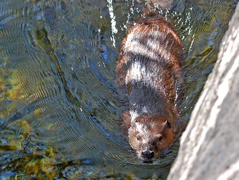 American Beaver (Castor canadensis)