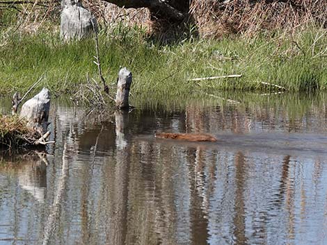 American Beaver (Castor canadensis)