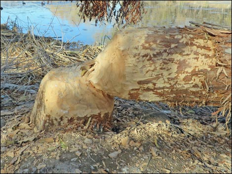 American Beaver (Castor canadensis)