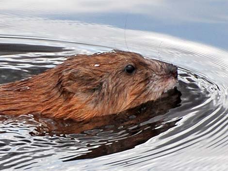 Muskrat (Ondatra zibethicus)