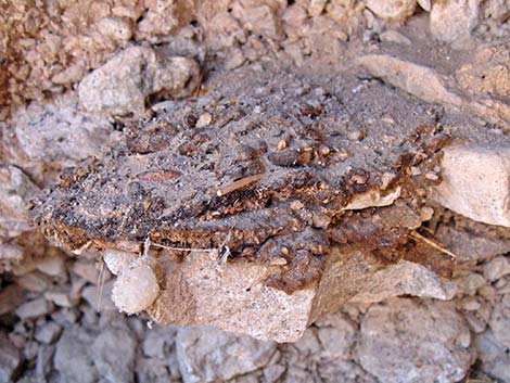 Desert Woodrat (Neotoma lepida) Midden