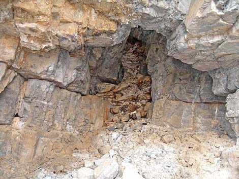 Desert Woodrat (Neotoma lepida) Midden