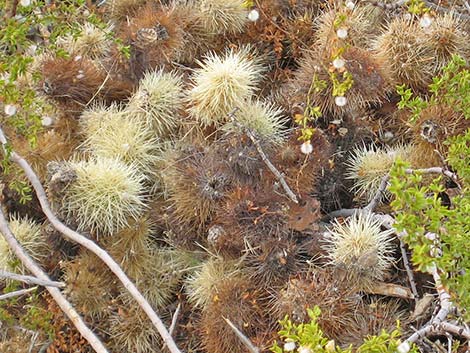 Desert Woodrat (Neotoma lepida) Nest