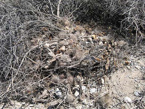 Desert Woodrat (Neotoma lepida)